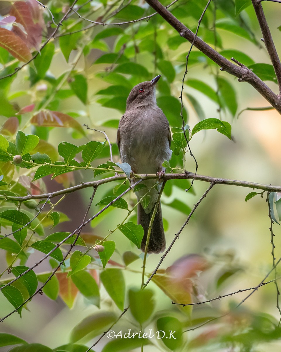 Red-eyed Bulbul - ML634517104