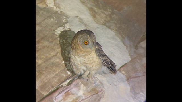 Desert Owl - ML634517113