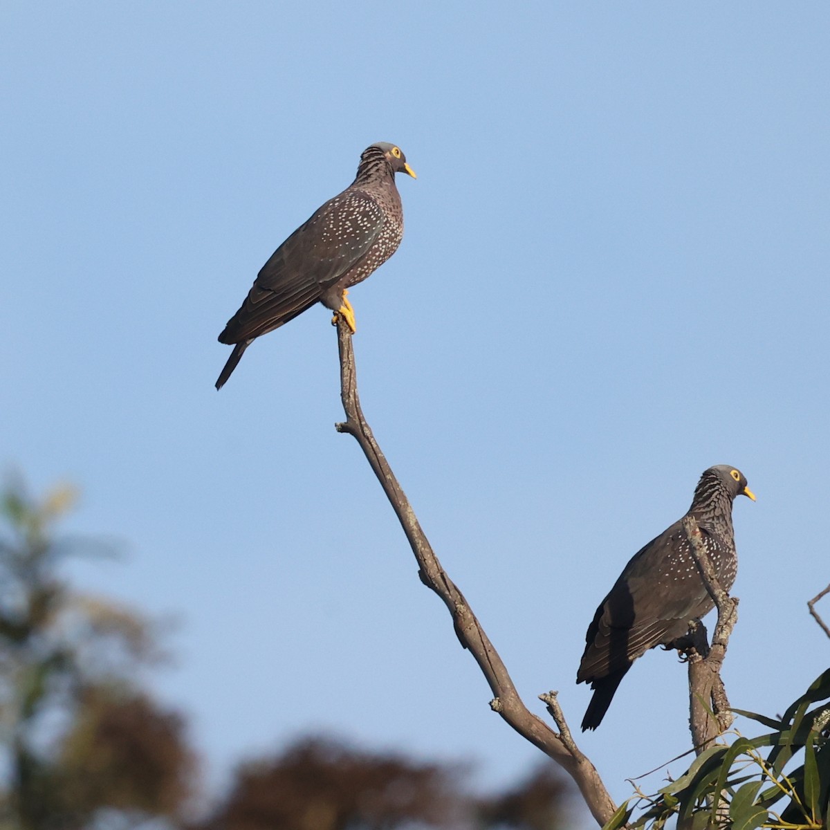 Rameron Pigeon - ML634517117