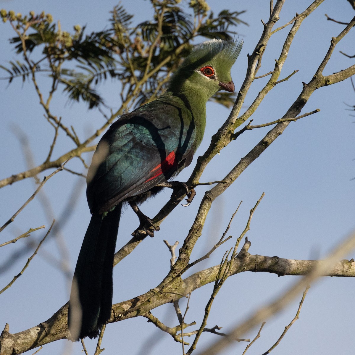Knysna Turaco (Southern) - ML634517123