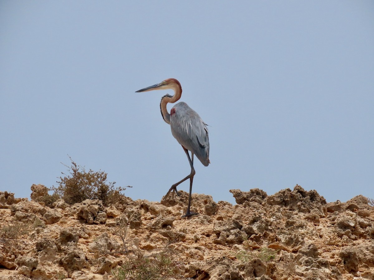 Goliath Heron - ML634517201