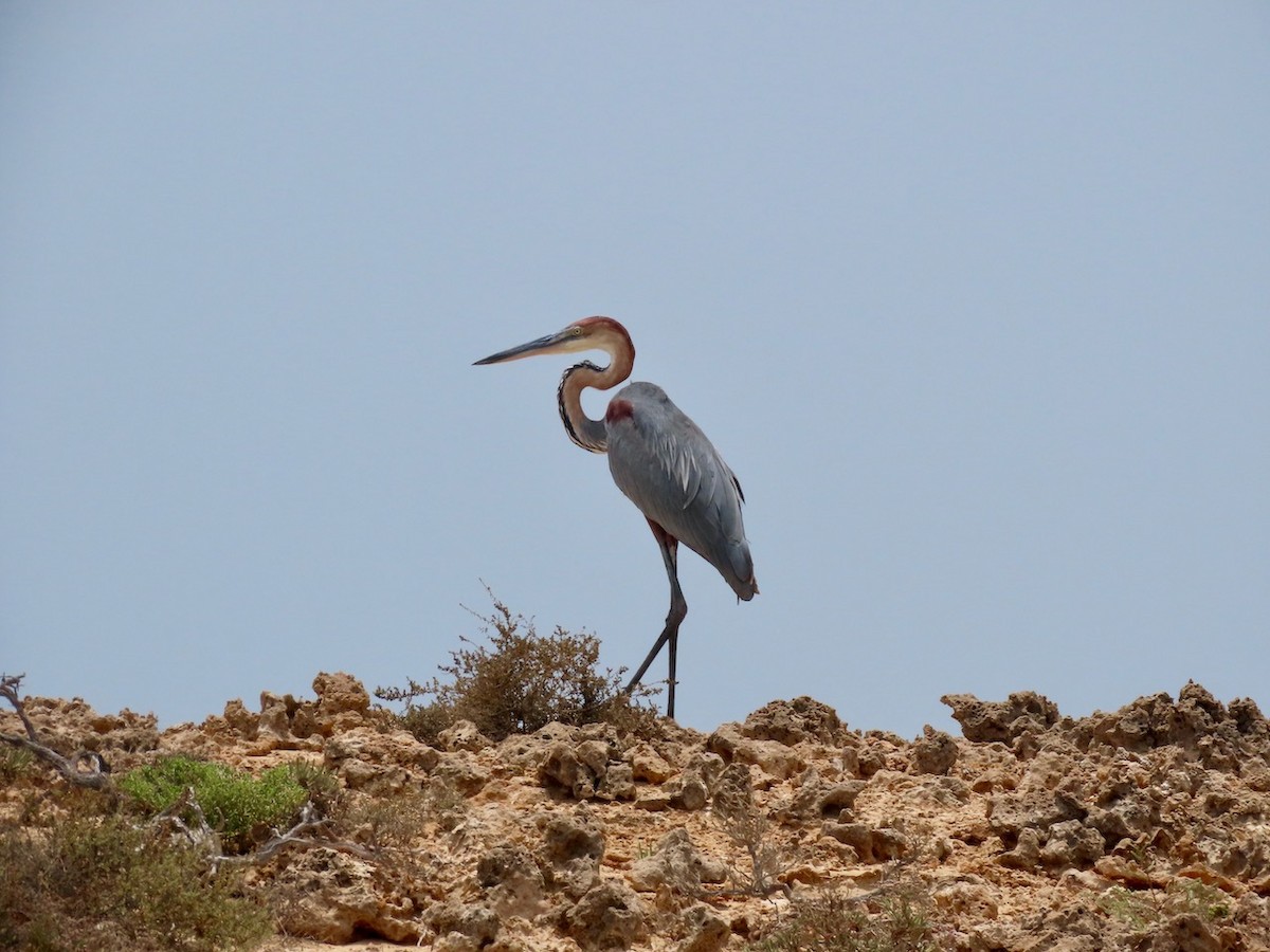 Goliath Heron - ML634517202