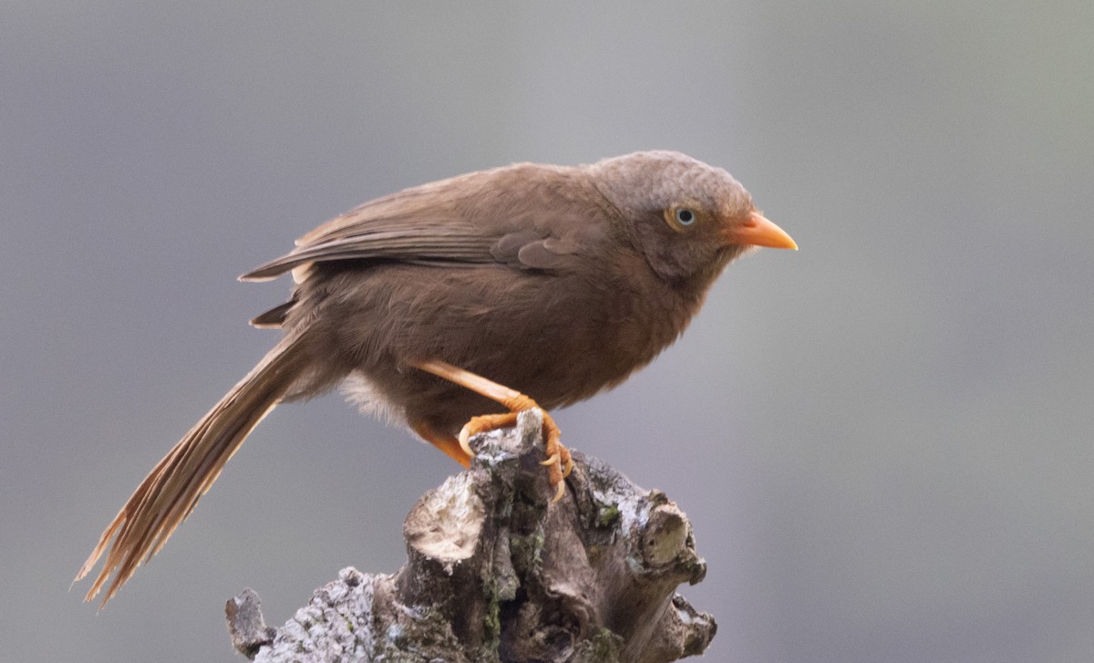 Orange-billed Babbler - ML634517224