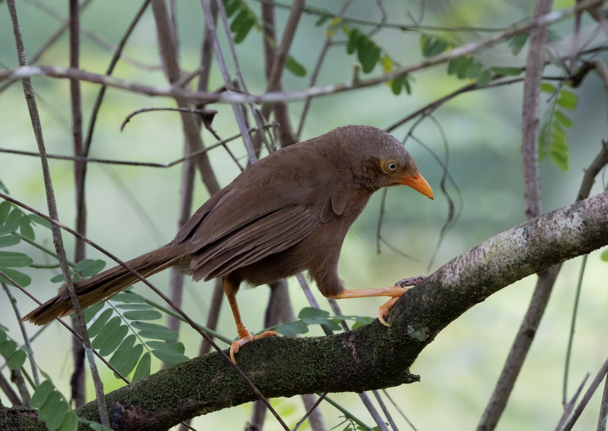 Orange-billed Babbler - ML634517225