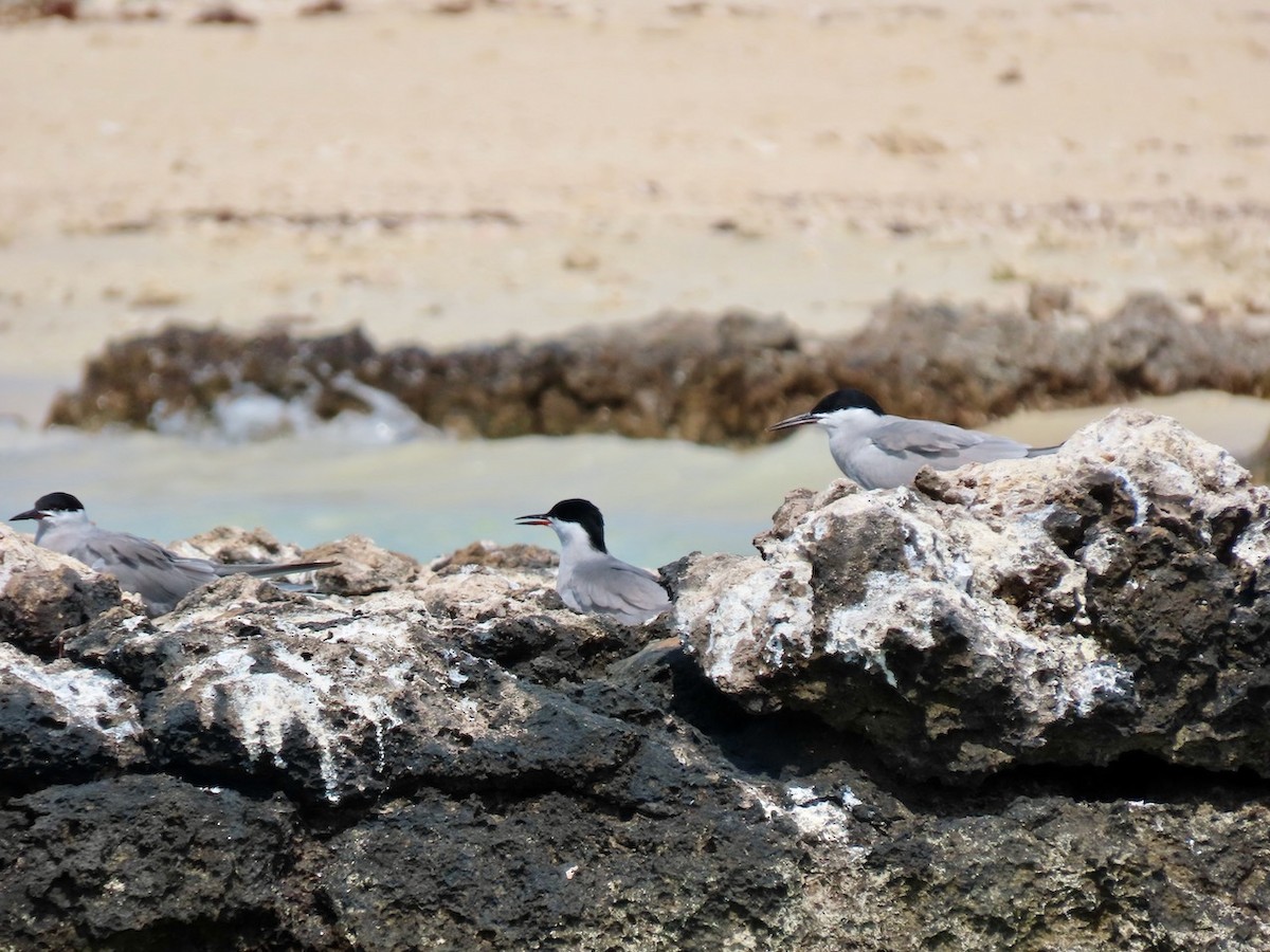White-cheeked Tern - ML634517230