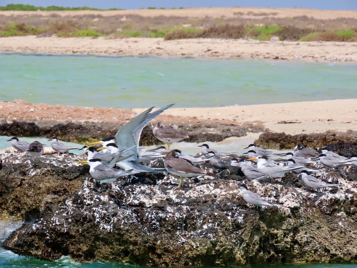 Great Crested Tern - ML634517244