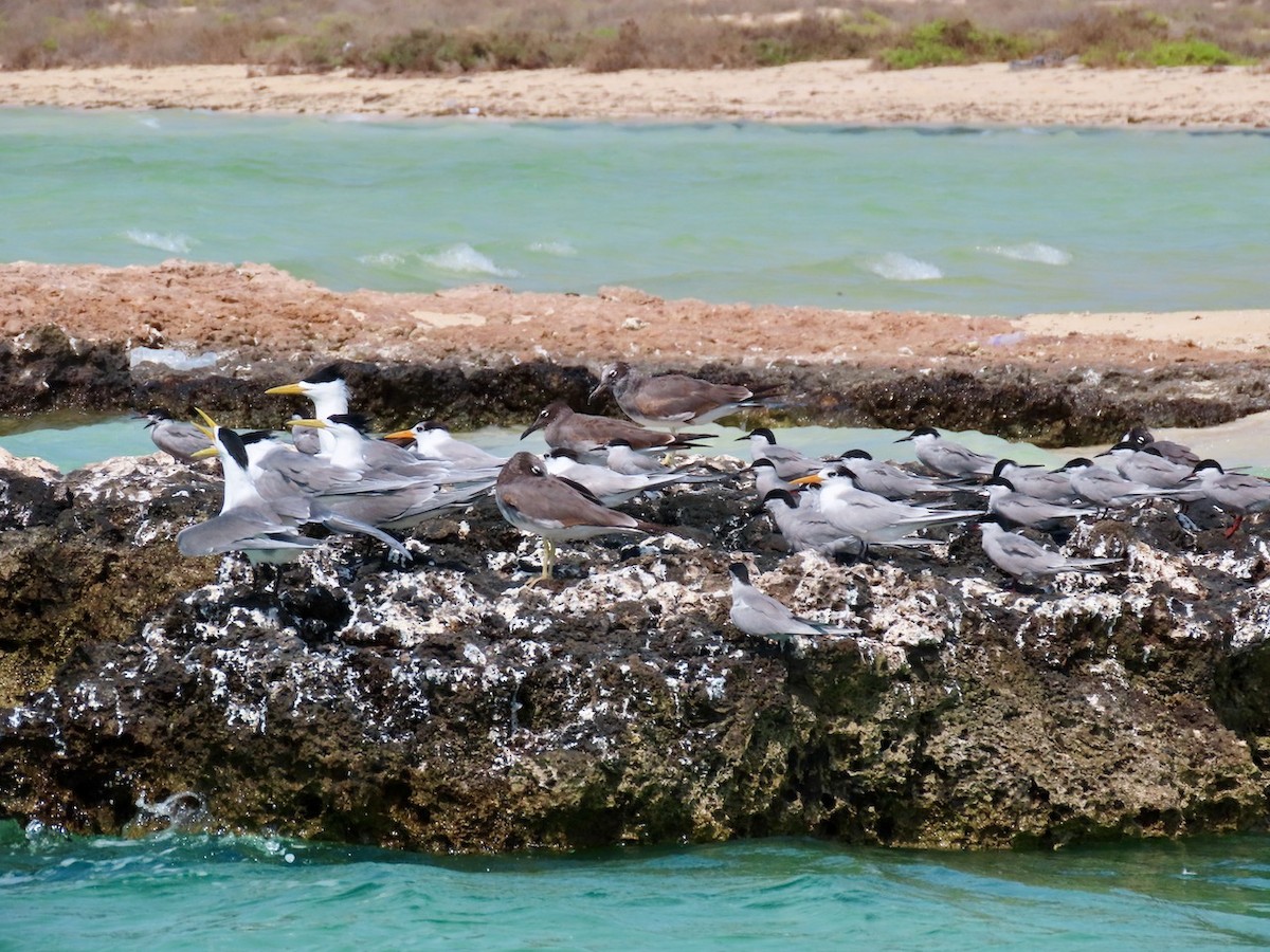 Great Crested Tern - ML634517245