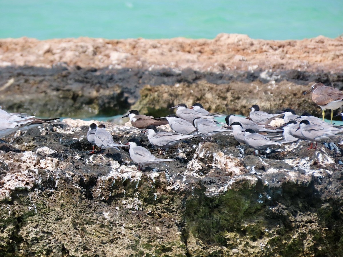 Bridled Tern - ML634517261