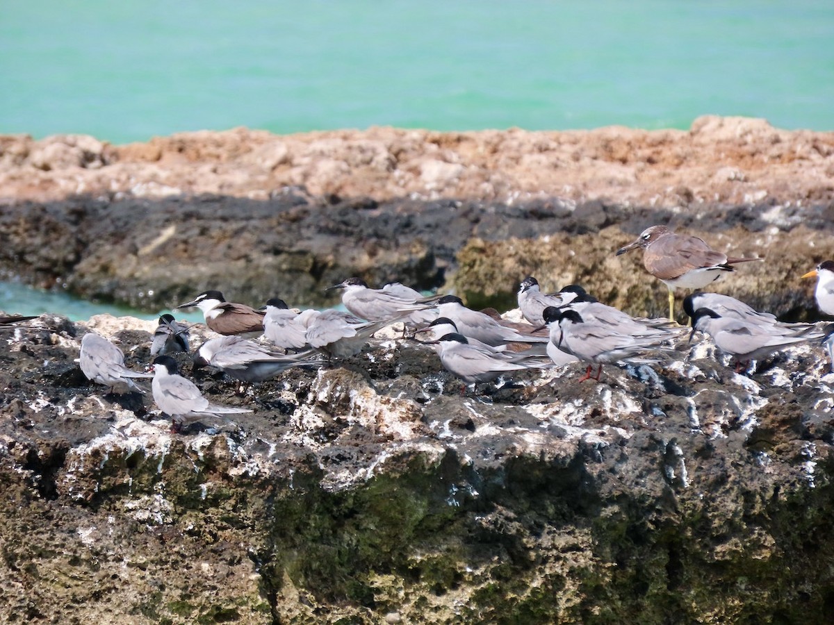 White-eyed Gull - ML634517266