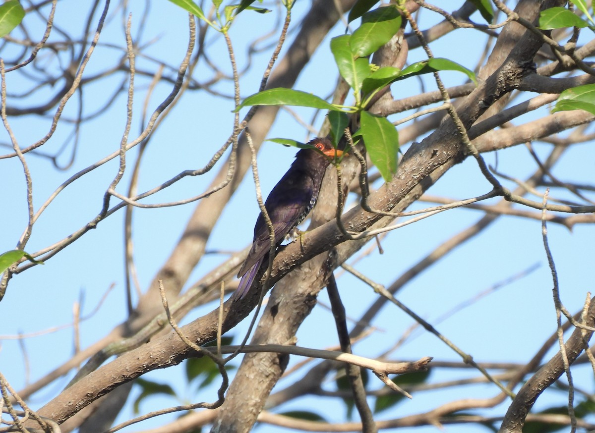 Violet Cuckoo - ML634517300