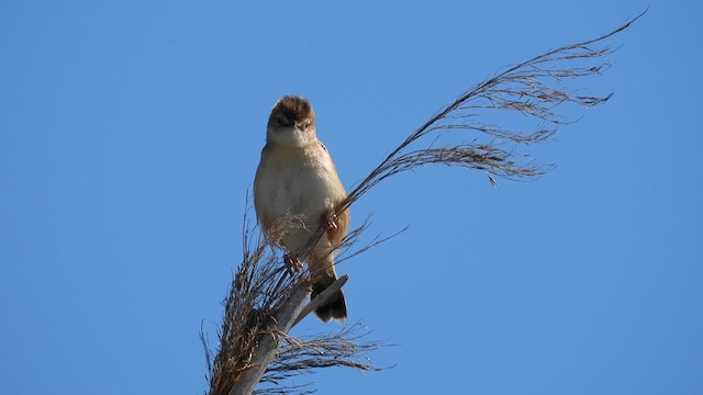 Zitting Cisticola - ML634517331