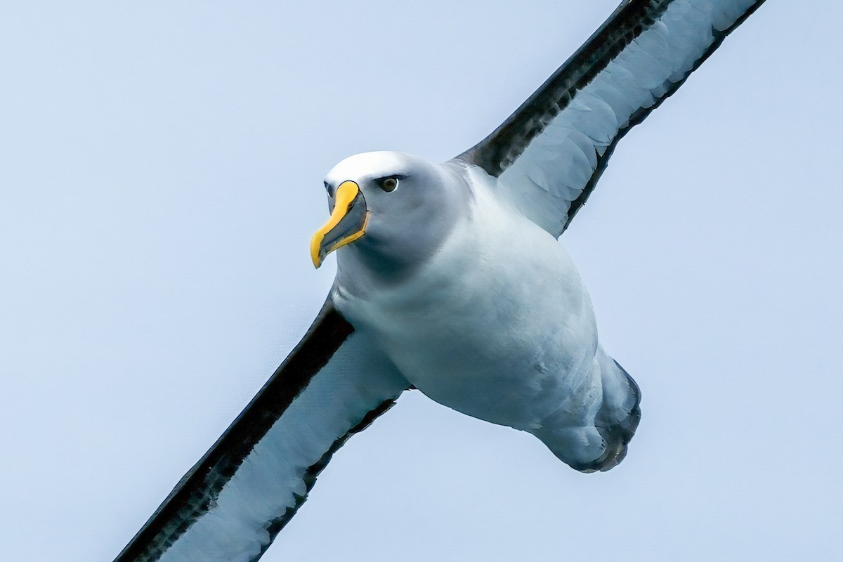 Buller's Albatross - ML634517345