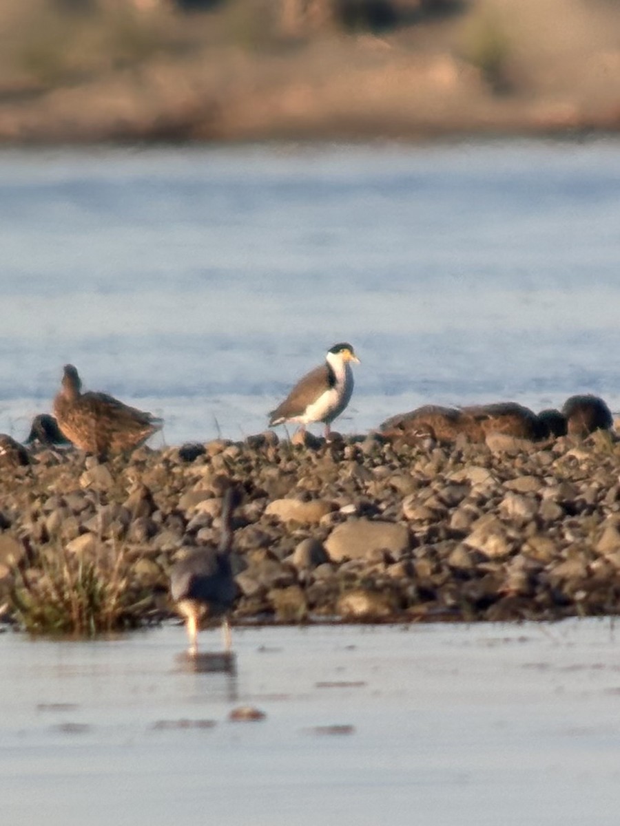 Masked Lapwing - ML634517354