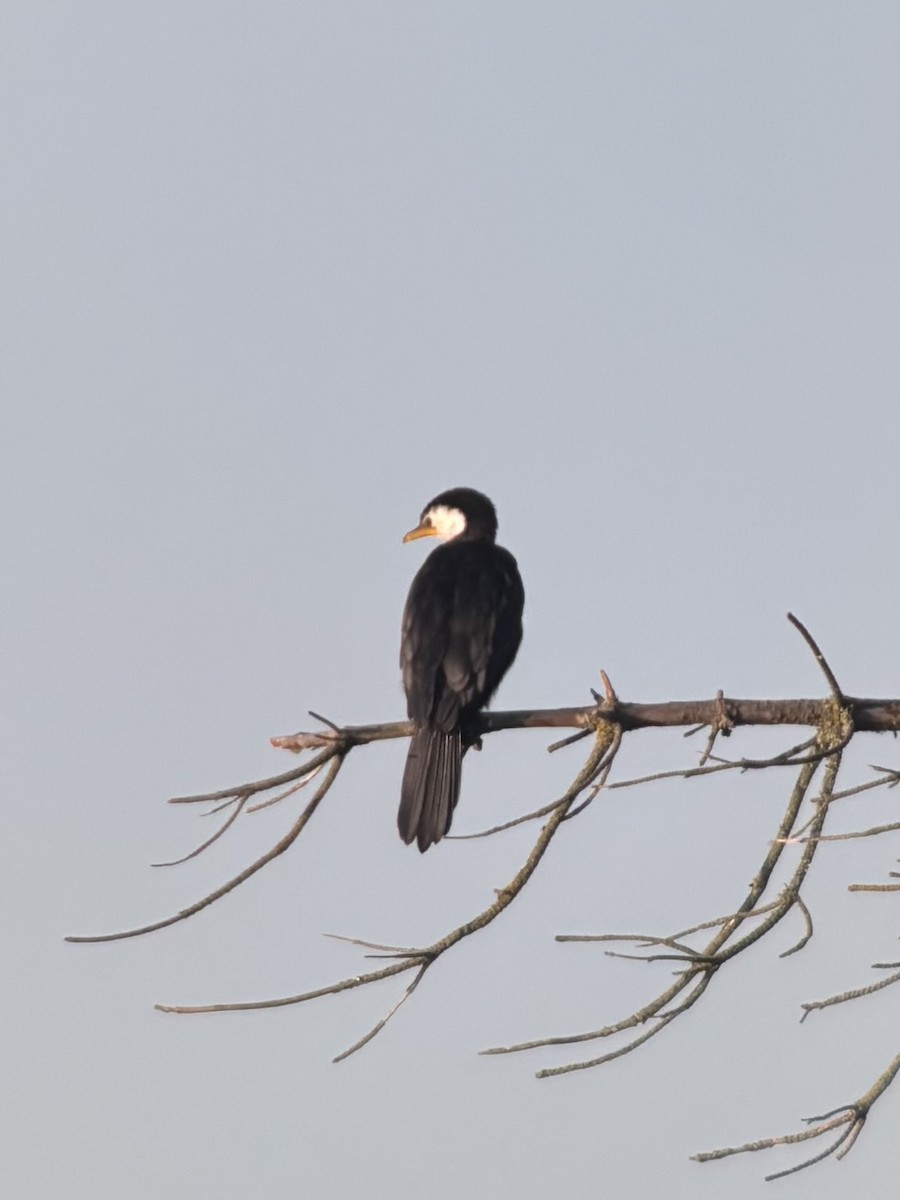 Little Pied Cormorant - ML634517380