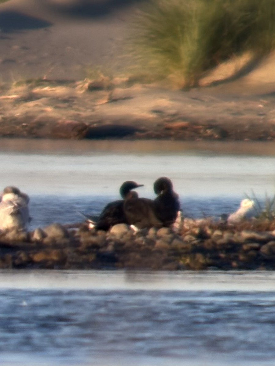 Little Black Cormorant - ML634517382