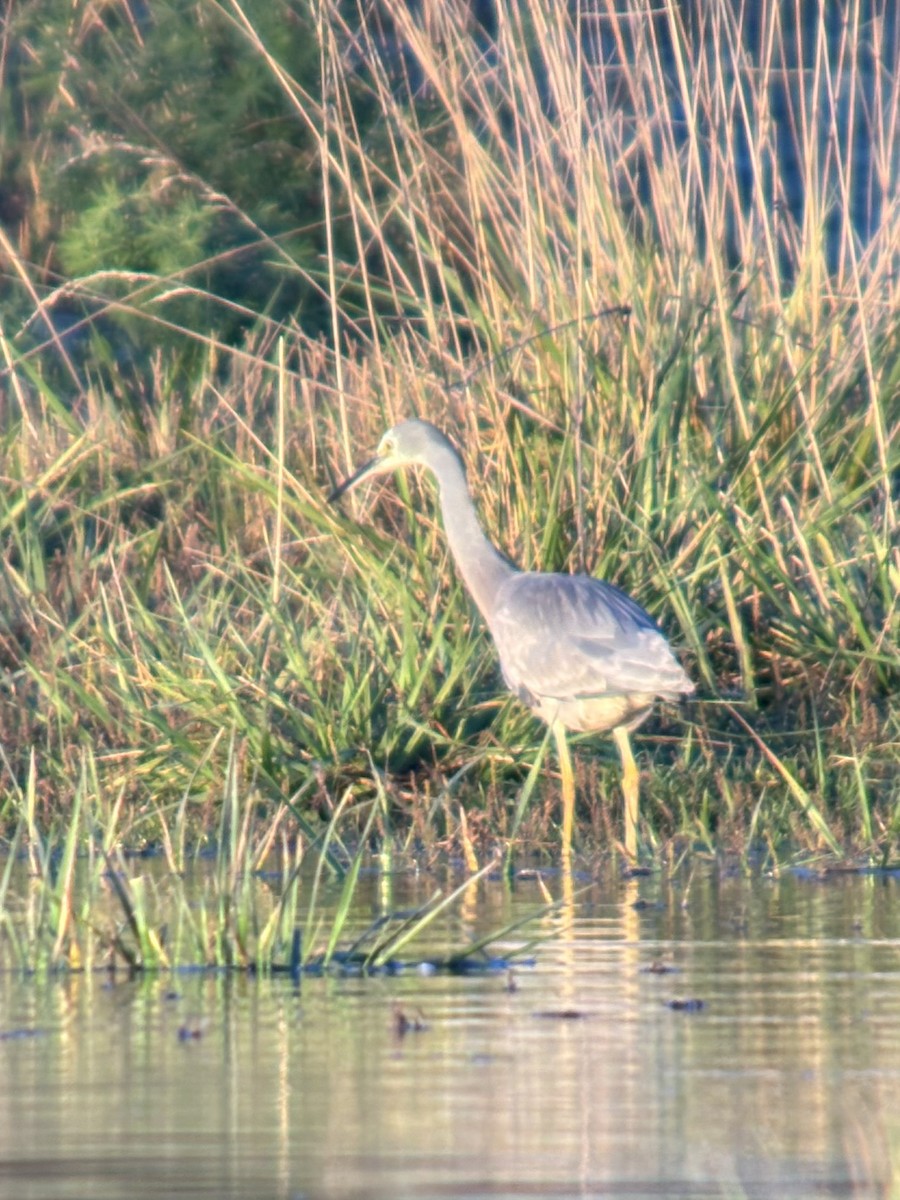 White-faced Heron - ML634517390