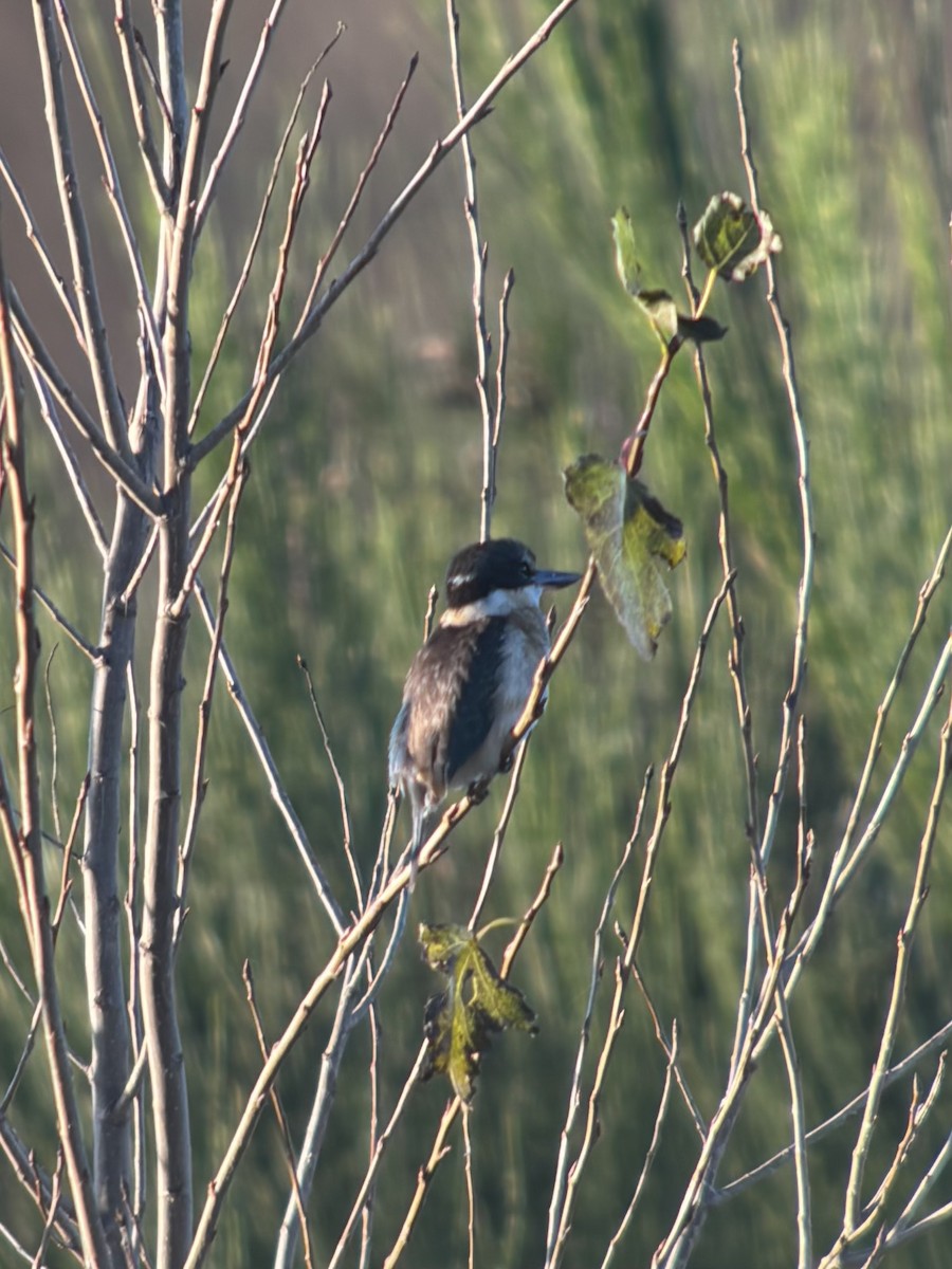 Sacred Kingfisher - ML634517396