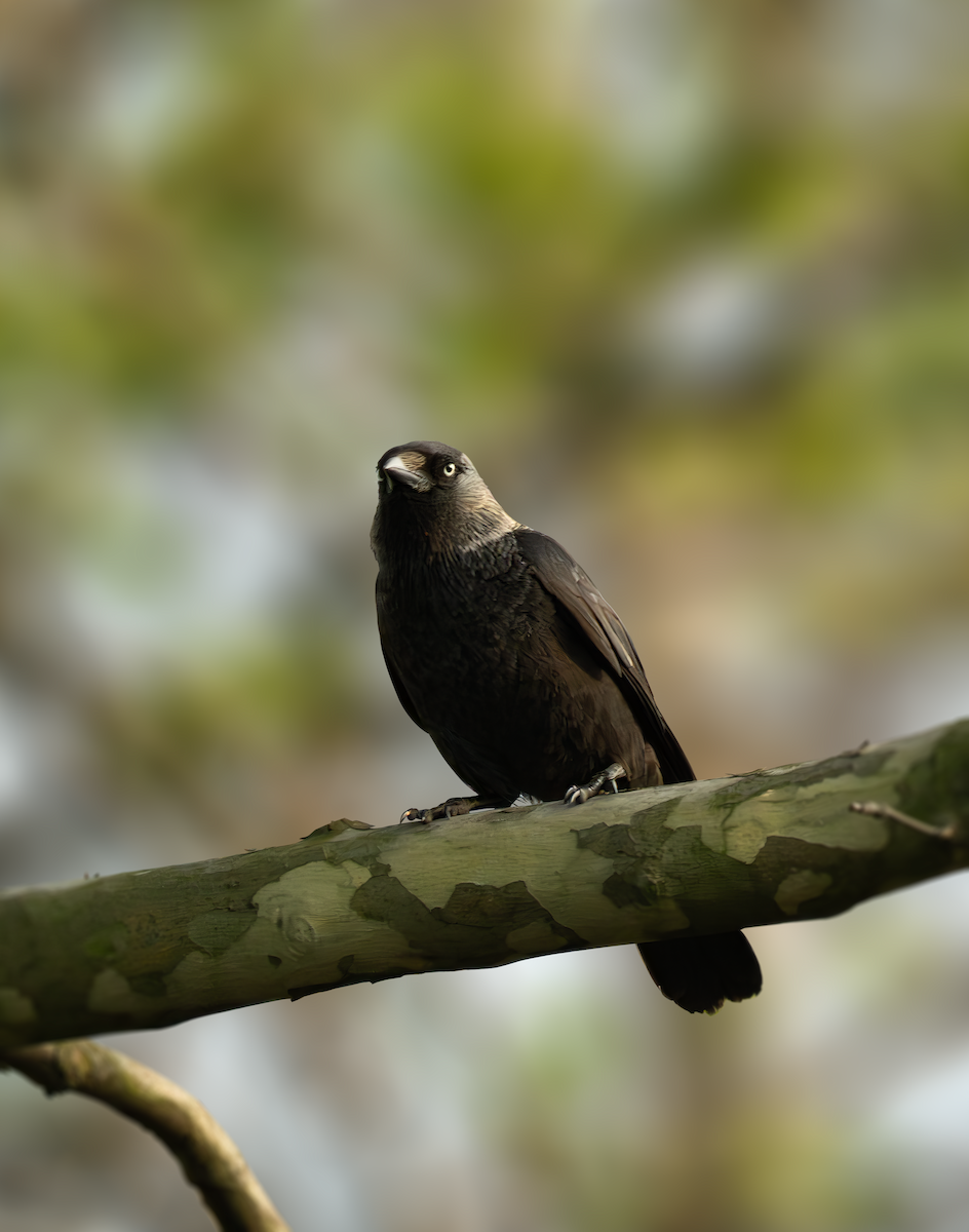 Eurasian Jackdaw - ML634517397