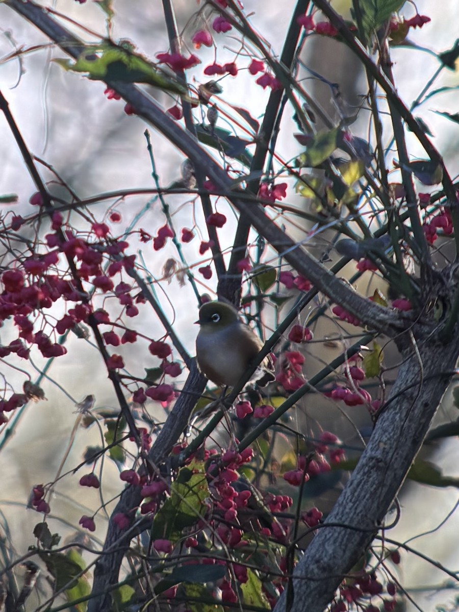 Silvereye - ML634517401