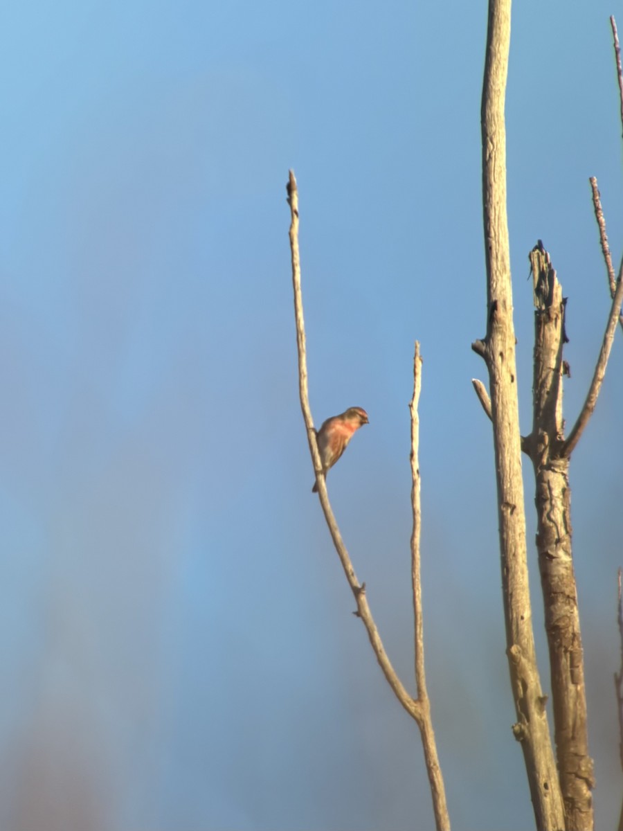 Redpoll - ML634517415