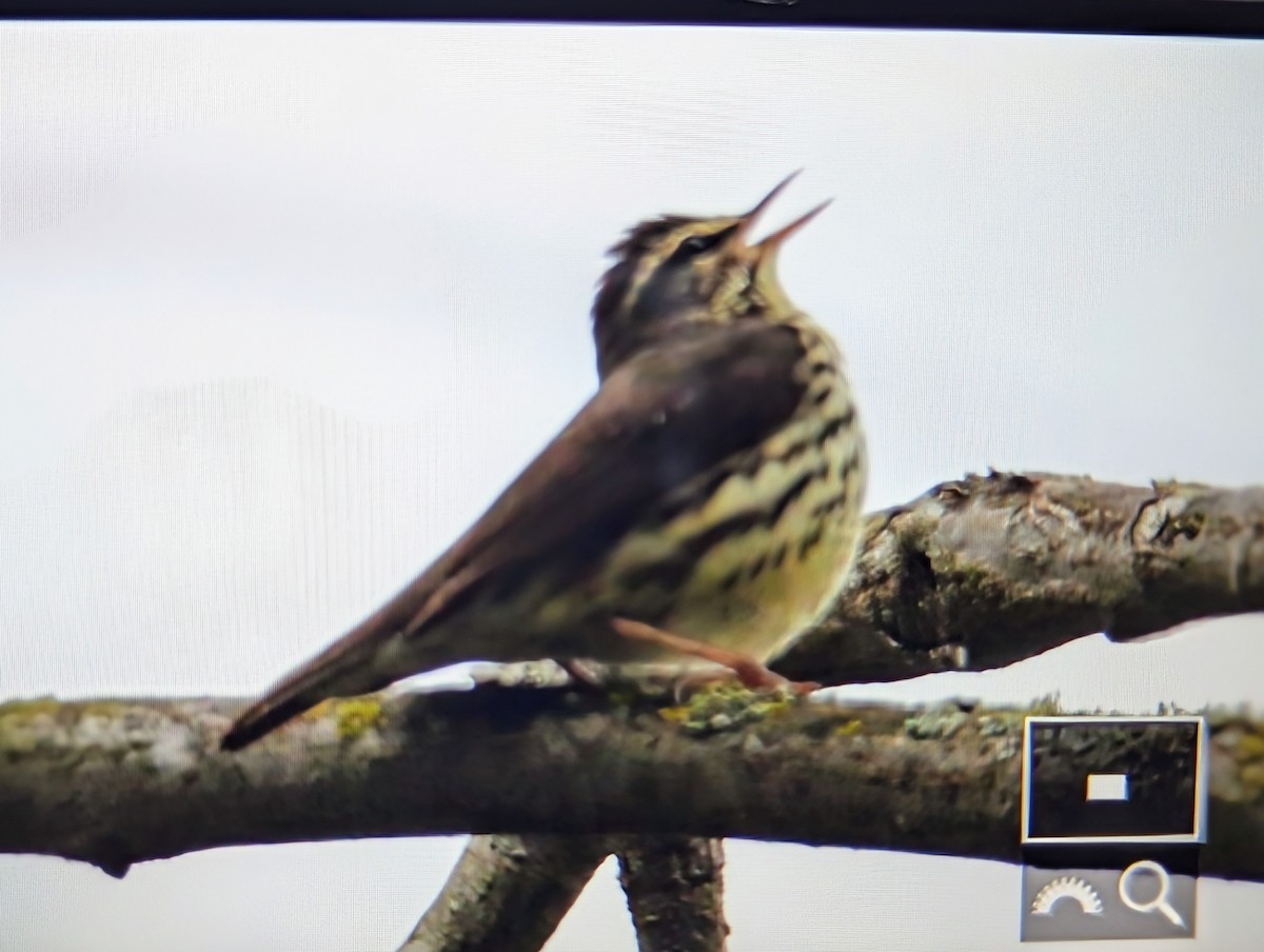 Northern Waterthrush - ML634517495
