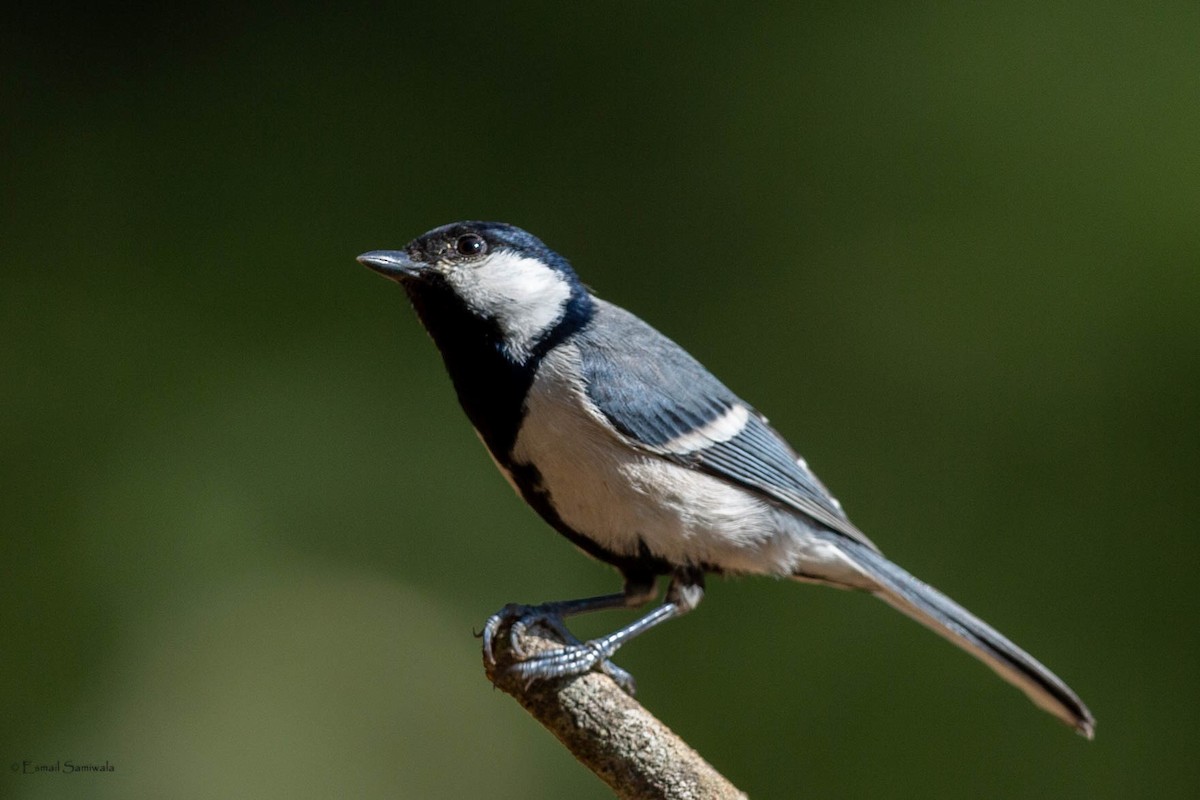 Asian Tit (Cinereous) - ML634517558