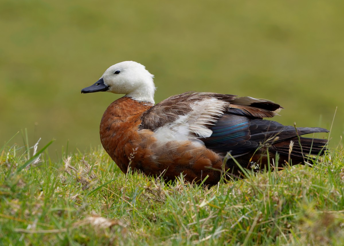 Paradise Shelduck - ML634517626