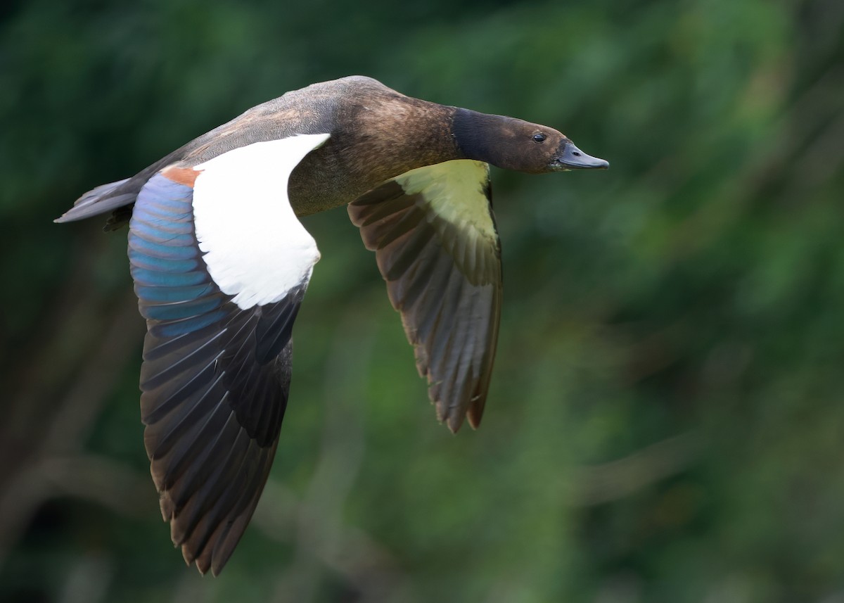 Paradise Shelduck - ML634517627
