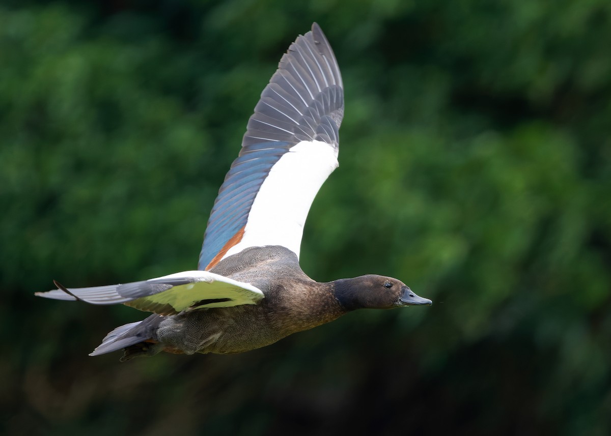Paradise Shelduck - ML634517628