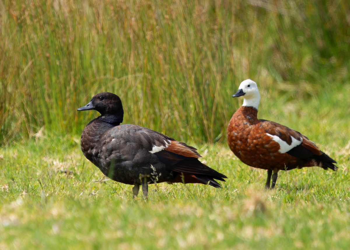 Paradise Shelduck - ML634517629