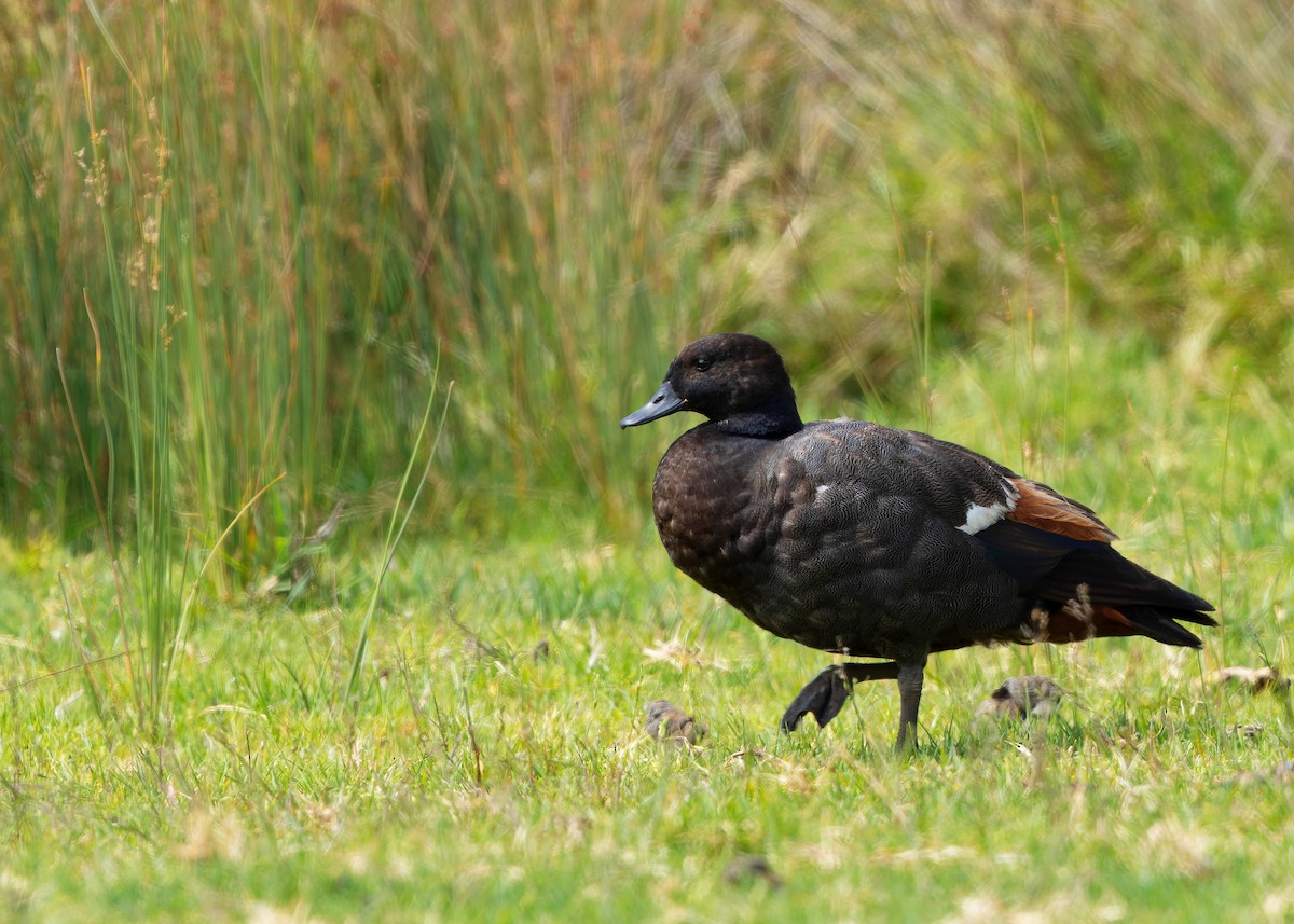 Paradise Shelduck - ML634517630