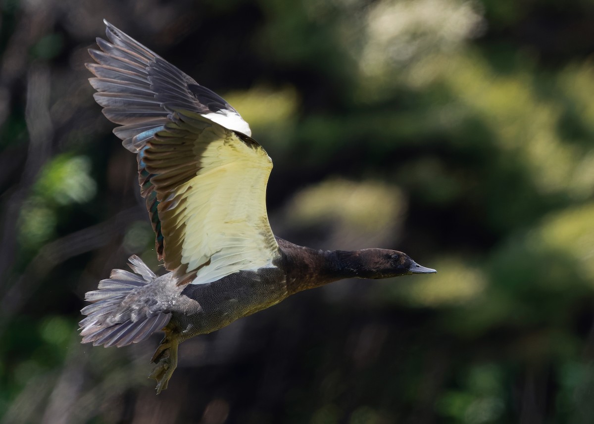 Paradise Shelduck - ML634517631