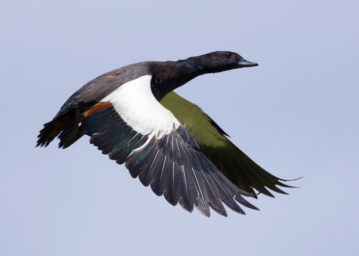 Paradise Shelduck - ML634517632