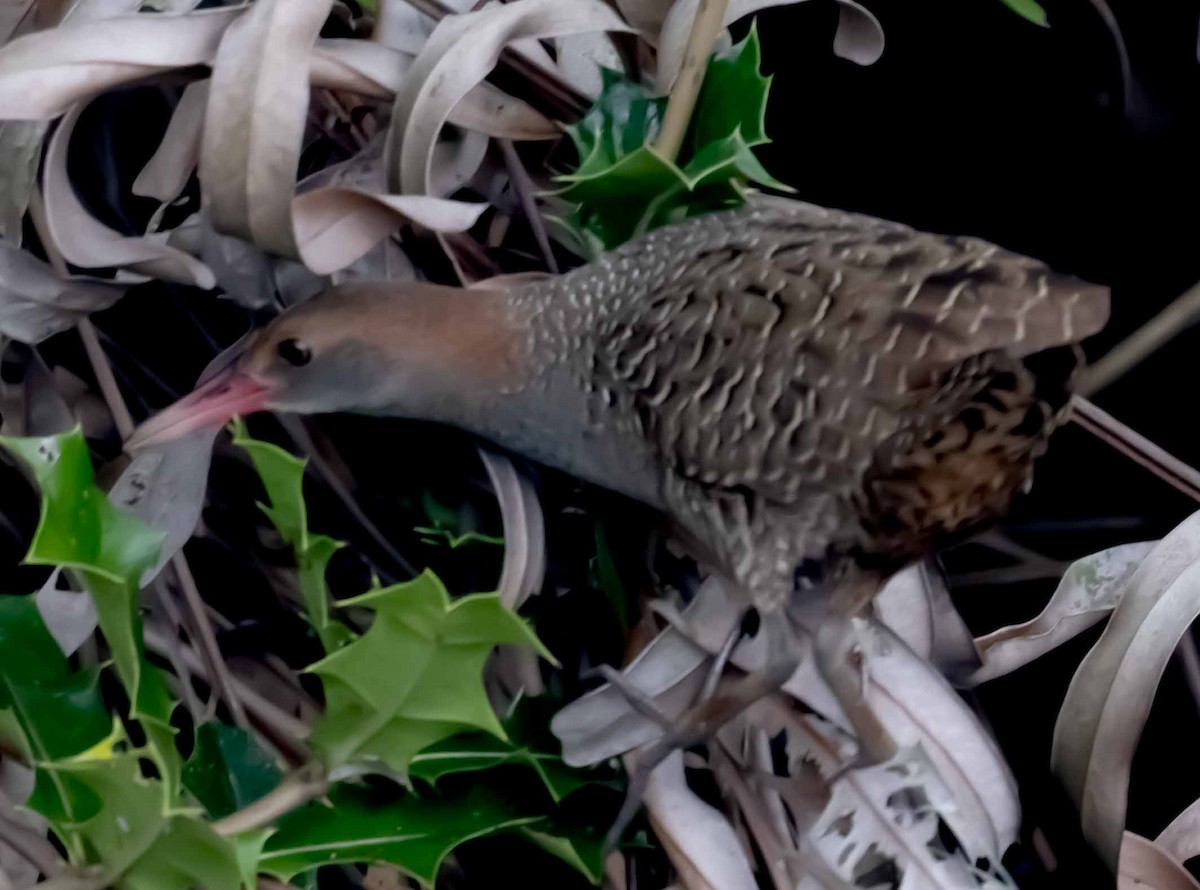 Slaty-breasted Rail - ML634517698