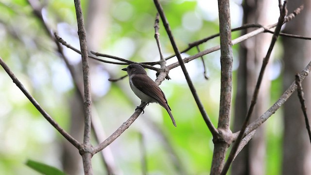 Mangrove Whistler - ML634517700