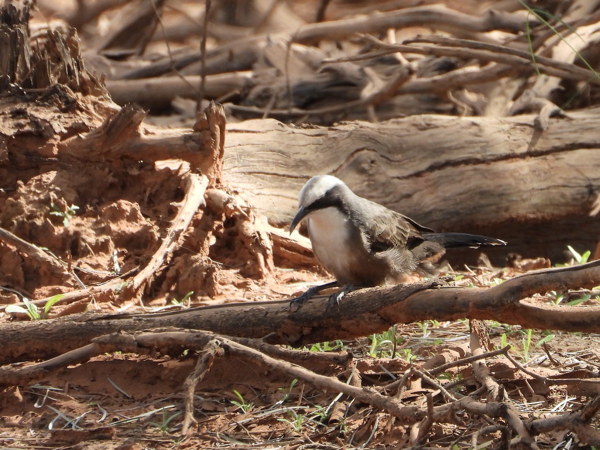 Gray-crowned Babbler - ML634517707