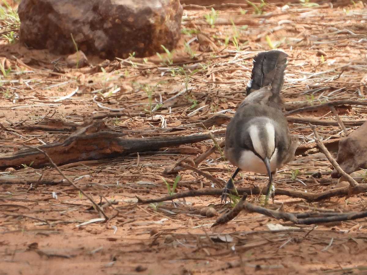 Gray-crowned Babbler - ML634517709