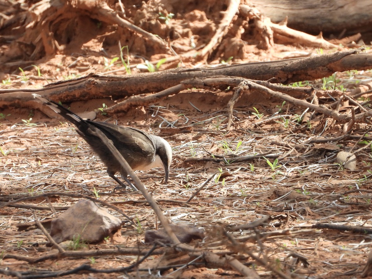 Gray-crowned Babbler - ML634517710
