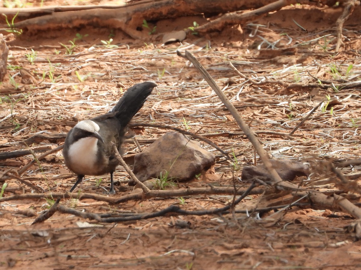 Gray-crowned Babbler - ML634517711