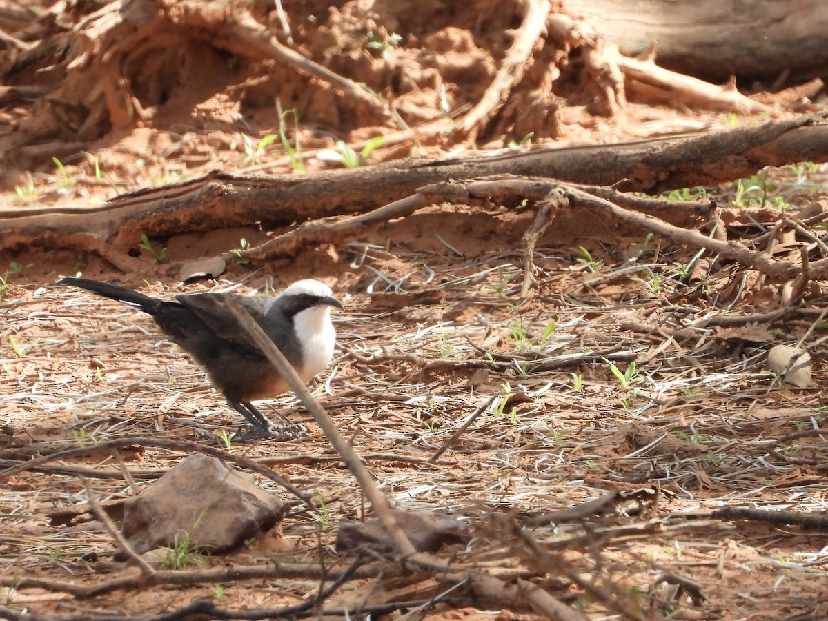 Gray-crowned Babbler - ML634517712
