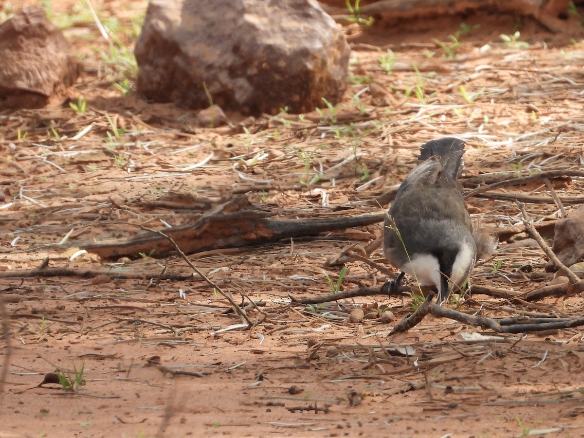 Gray-crowned Babbler - ML634517713