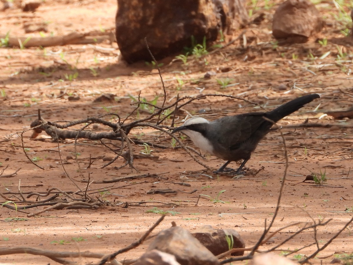 Gray-crowned Babbler - ML634517714