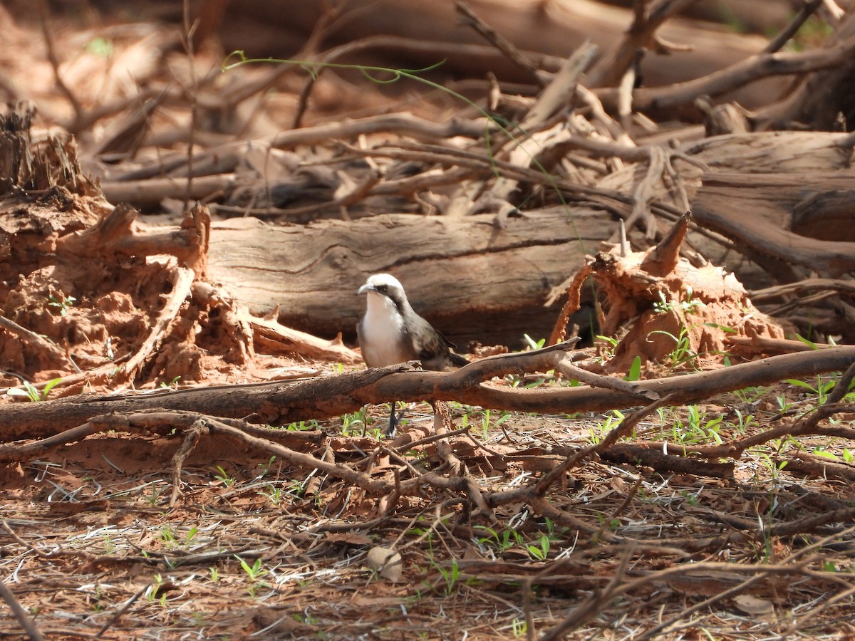 Gray-crowned Babbler - ML634517715