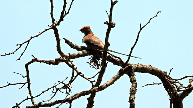 Red-faced Mousebird - ML634517717