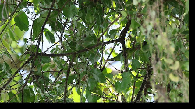 Red-flanked Lorikeet - ML634517748