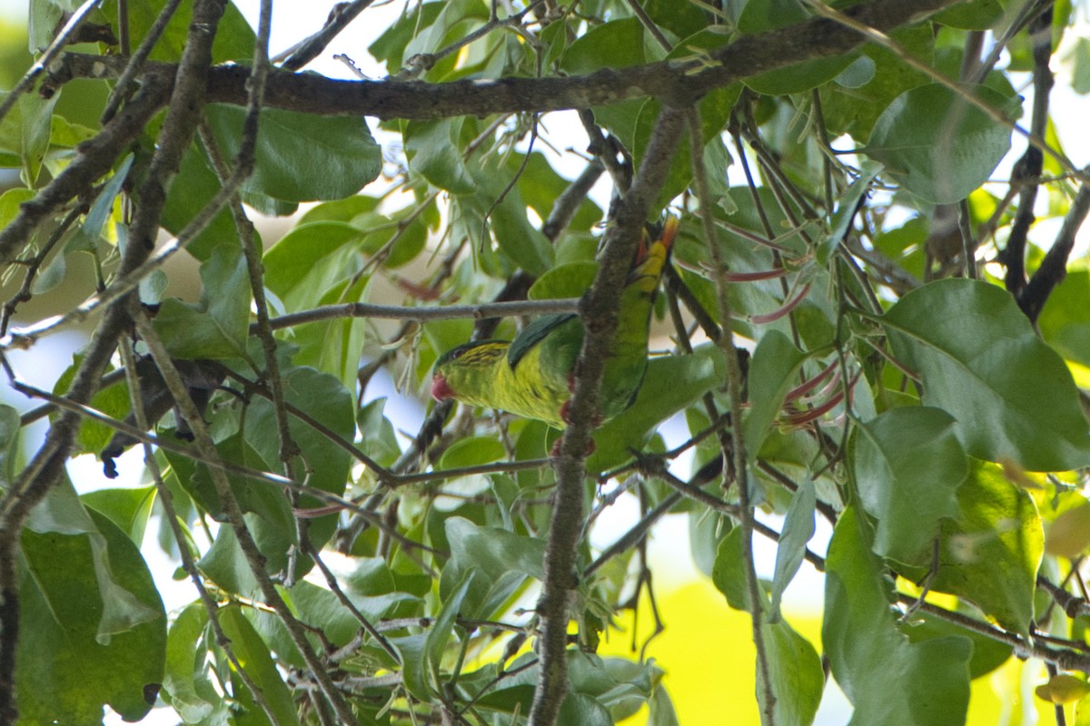 Red-flanked Lorikeet - ML634517749