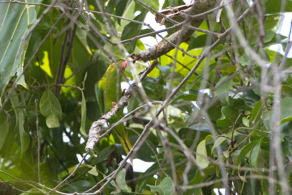 Red-flanked Lorikeet - ML634517751