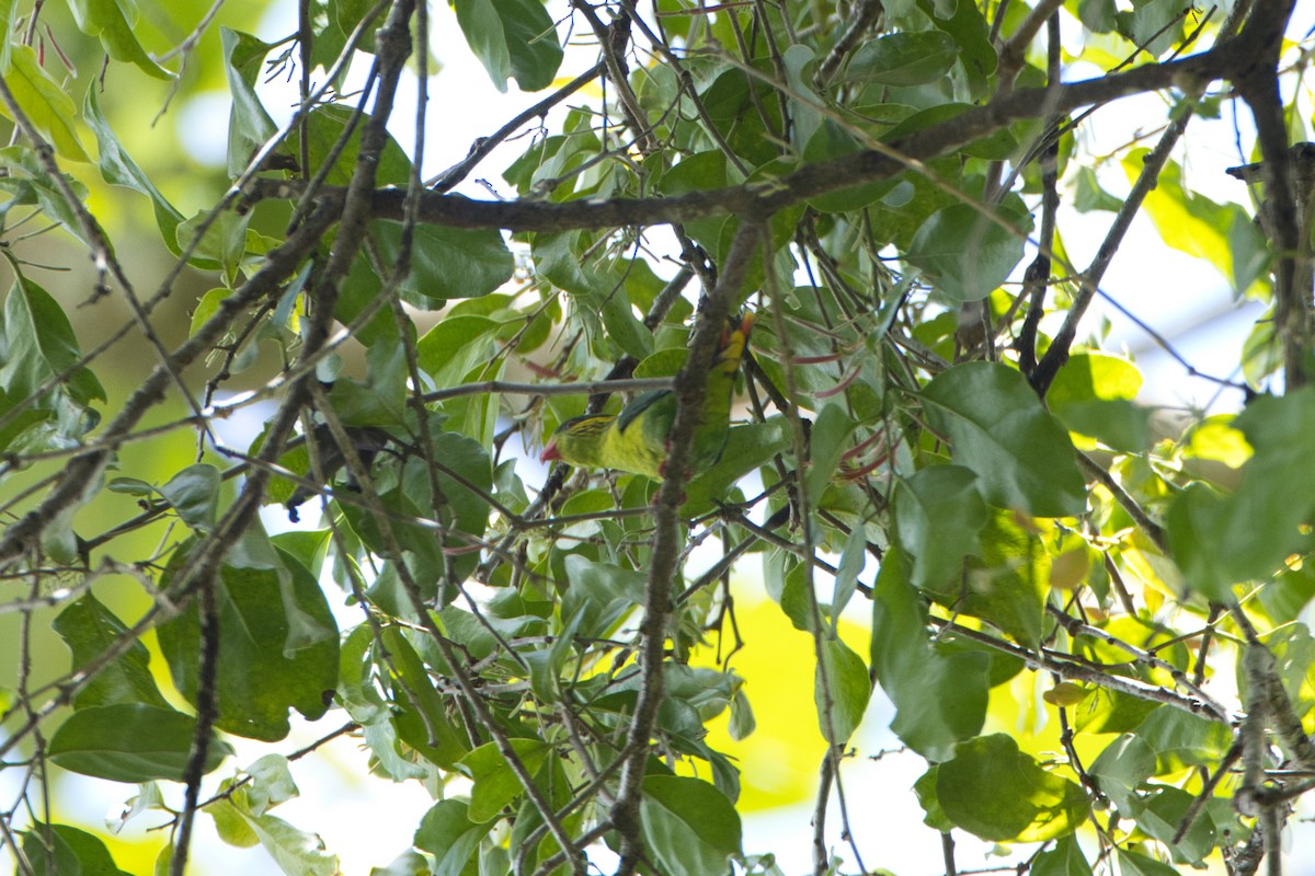 Red-flanked Lorikeet - ML634517752