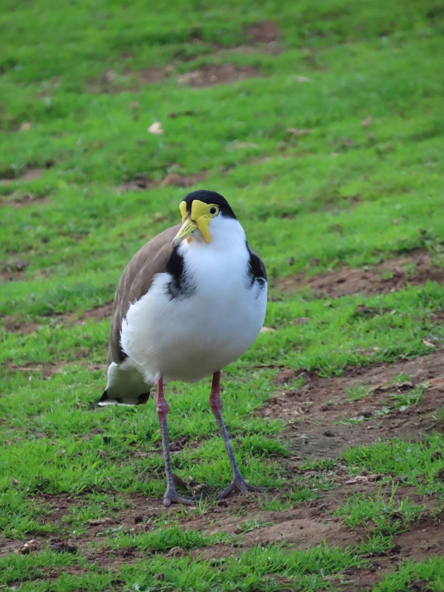 Masked Lapwing - ML634517758