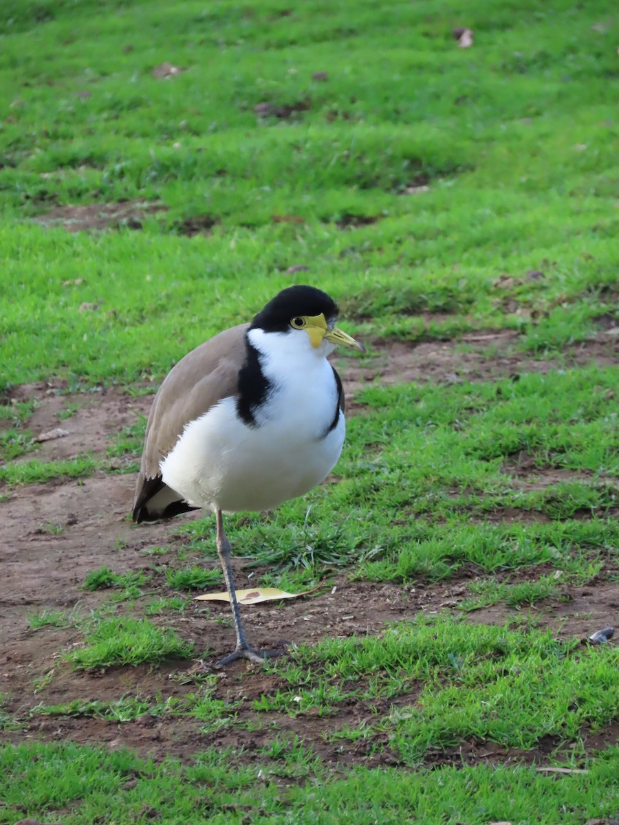 Masked Lapwing - ML634517759
